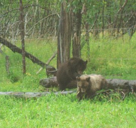 BlackandBrowncubs2.jpg