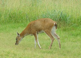 Blacktaileddeeratpreserve.jpg