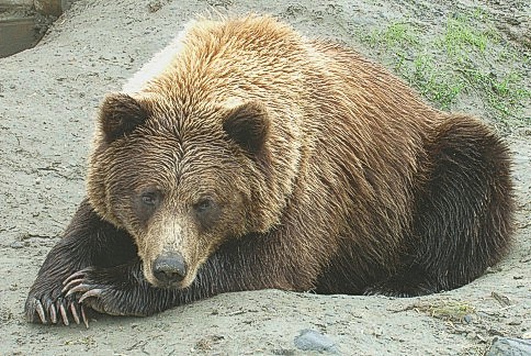 BrownBear2.jpg