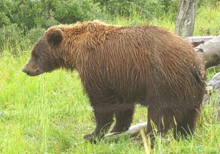 BrownGrizzleyearatwildlifepreserve.jpg