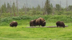 BuffaloatWildlifeRefuge.jpg