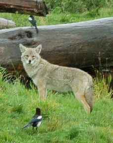 Coyoteatpreserve.jpg