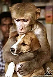 Fun-animal-pic-2.jpg