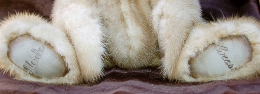 Merle-Mink-Bear-Feet.jpg