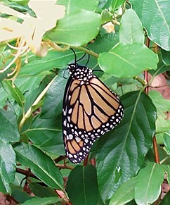 Monarch-2-for-TTjpg.jpg