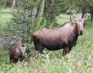 Moose-facing-camera.jpg