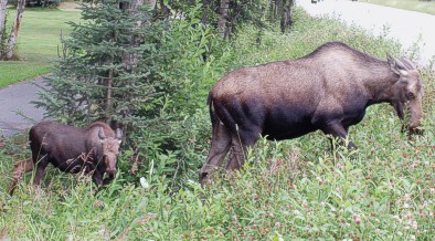 Moose-on-street-in-Anchorage.jpg