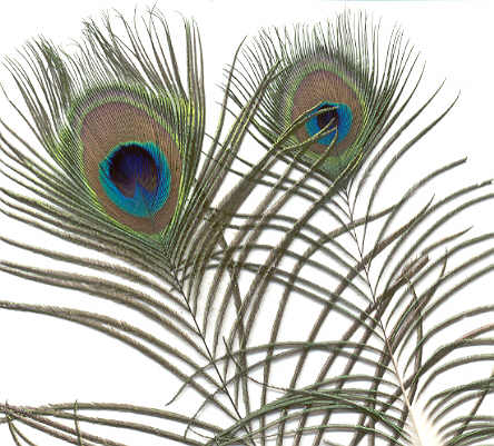 Peacock-feathers.jpg