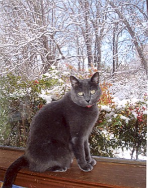 Pixie-on-window-sill.jpg