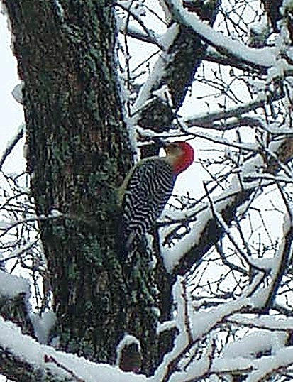 Woodpecker-on-Feb.2-07.jpg