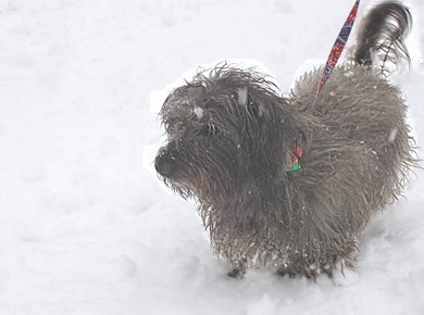 snow-mar.-08-5.jpg