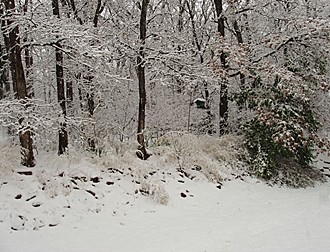 snow-mar.-08.jpg
