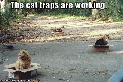 the-cat-traps-are-working.jpg