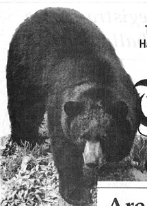 bearkjl.jpg