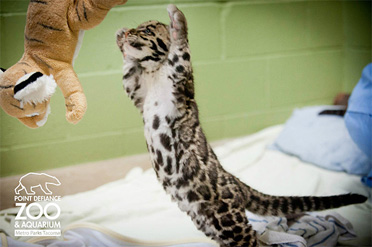 1335998507_cloudleopard.jpg
