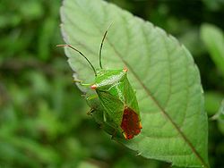 250px-Acanthosoma_labiduroides_female01.JPG