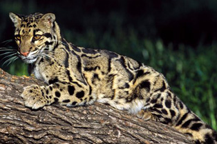 clouded-leopard_.jpg