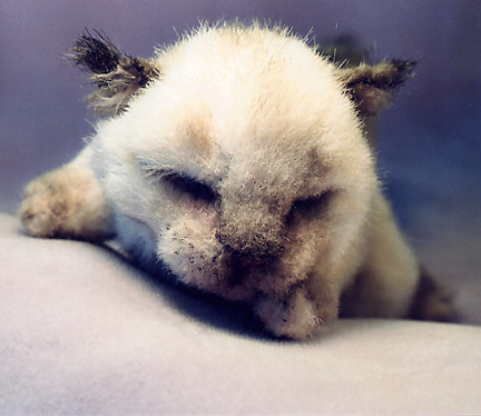 newbornsiamese1o.jpg