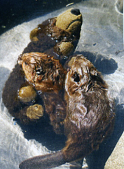 pawsbeaver.jpg