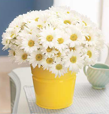 DAISYTT.jpg
