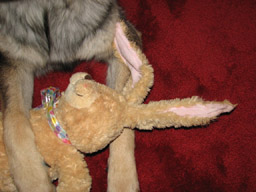 Meadowbunny.jpg