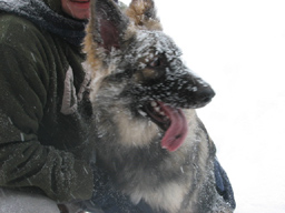 medpuppysnow.jpg