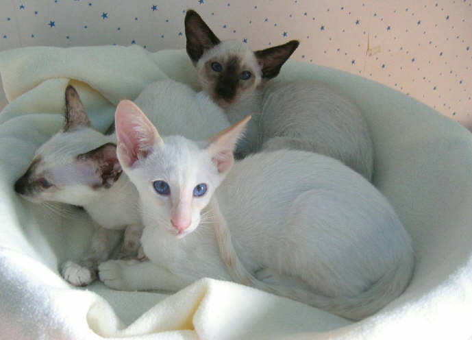 red-siamese-kitten.jpg