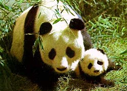 pandaMom-Cub.jpg