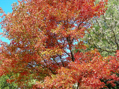 Fall-2006-002-400-pix.jpg