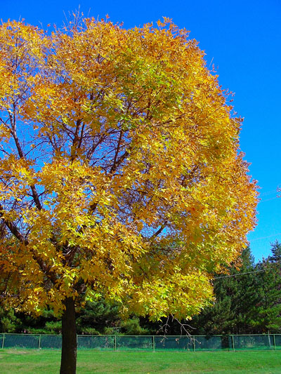 Fall-2006-003-400-pix.jpg