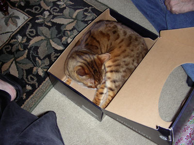 gift-exchange-and-tree-2006-020-400pix.jpg