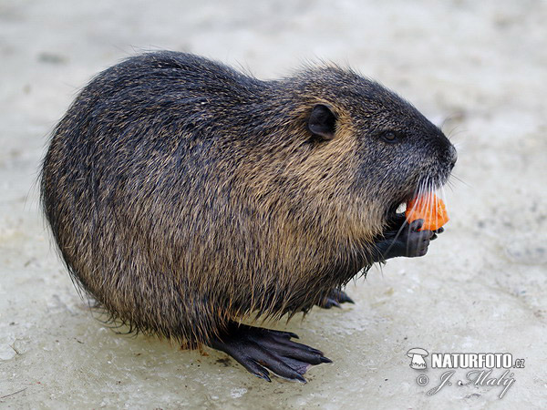 nutria-coypu-xxx483.jpg