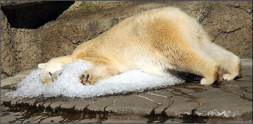 Polar-Ice-nap.jpg