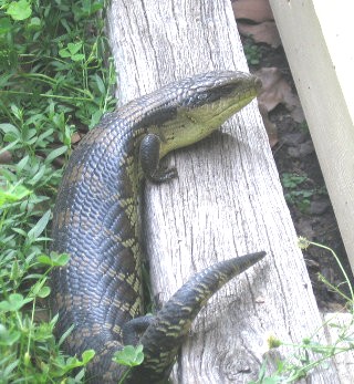 Lizzy-Lizard.JPG