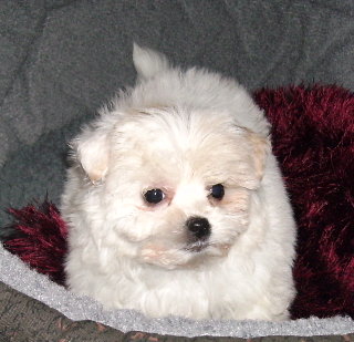 Penny-1.JPG