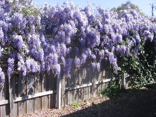 Wisteria.JPG