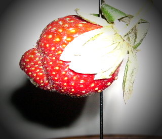 strawberry.JPG