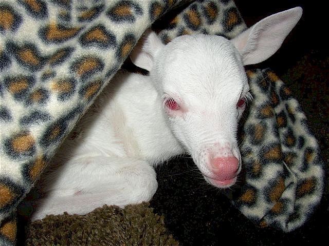 albino_fawn_2_ready.jpg