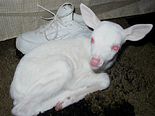 albinodeer004.jpg