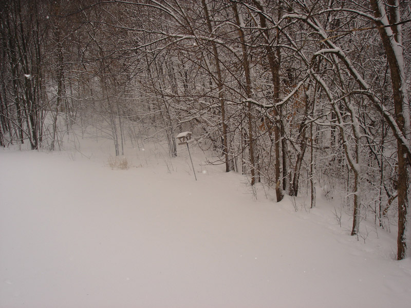 Feb-07-Snow-003_edited-1.jpg
