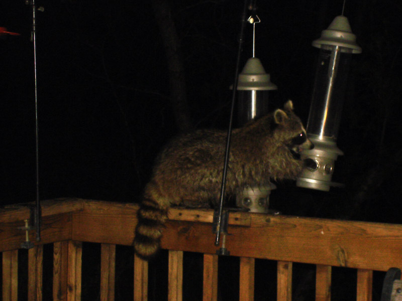 Racoon-008.jpg