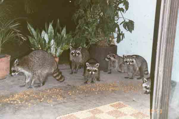 Racoons.jpg