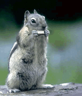 HANNAHSQUIRRELANDHARMONICA.gif