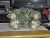 alm-headless-teddy.jpg