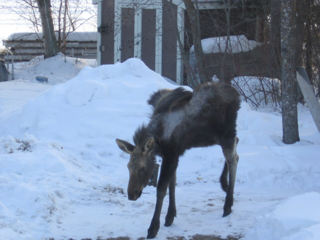 Moose-001.jpg