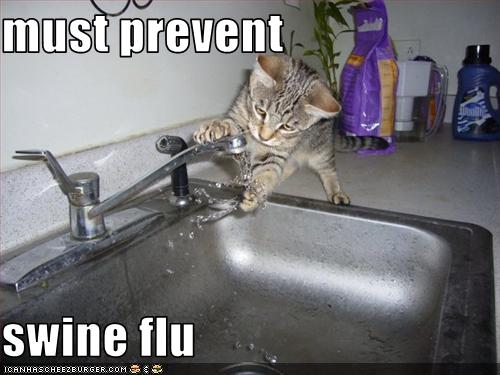 funny-pictures-cat-washes-paws.jpg