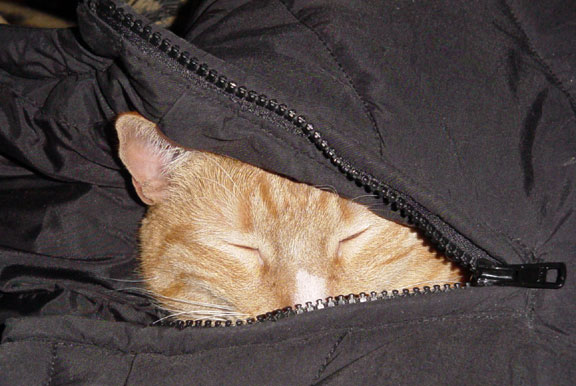 GingerSleepingInJacket.jpg