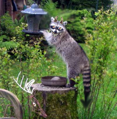 RaccoonPicEdited.jpg