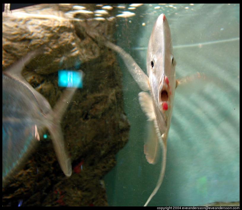 kuji-aquarium-flat-fish-2-large.jpg