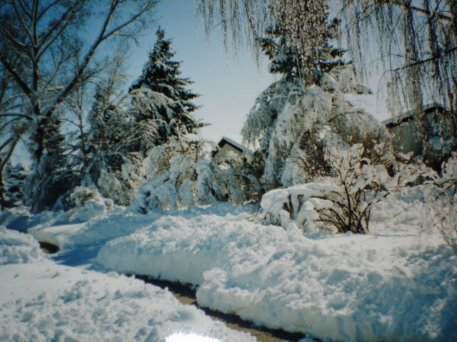 Early_spring_snowstorm...jpg